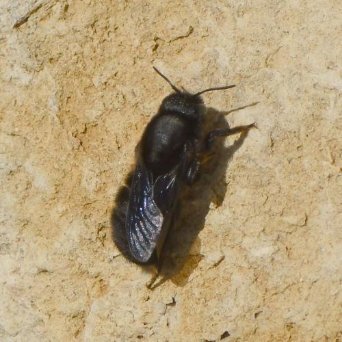 Réf. 224 708 : Megachile parietina